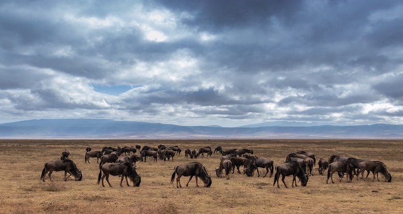 Interesting Facts About The Great Wildbeest Migration In Tanzania