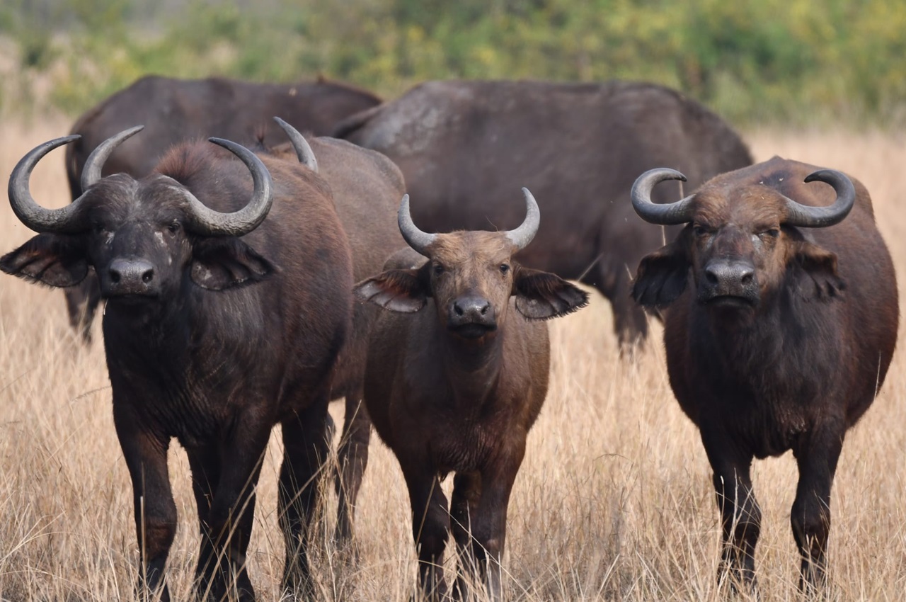 6-Day Memorable Luxury Safari in Northern Tanzania