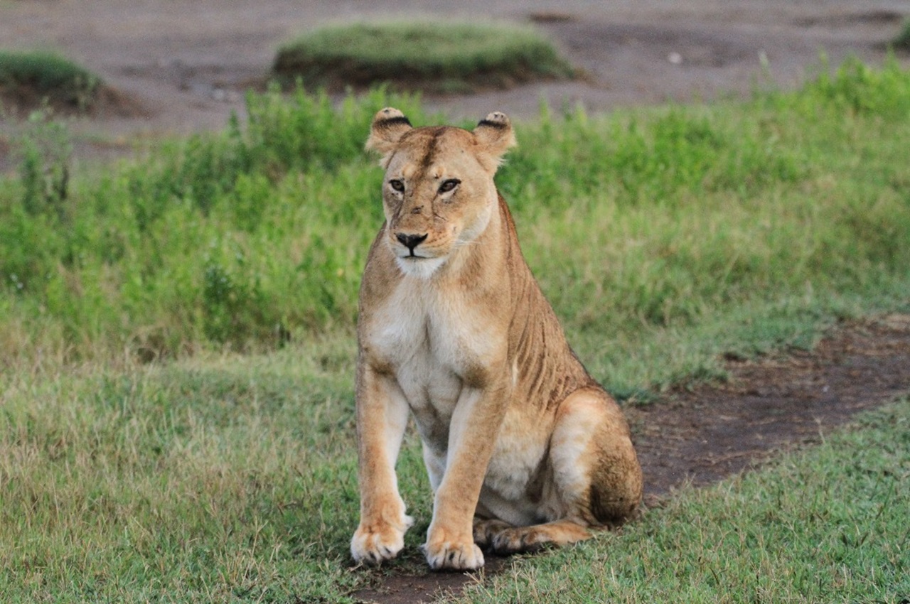4-Day Luxury Safari to Tarangire, Serengeti and Ngorongoro Crater