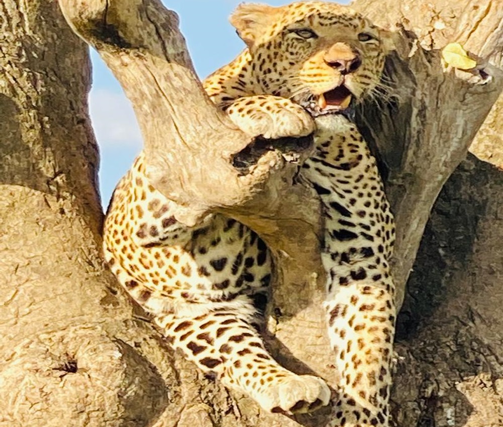 4-Day Luxury Safari to Tarangire, Serengeti and Ngorongoro Crater