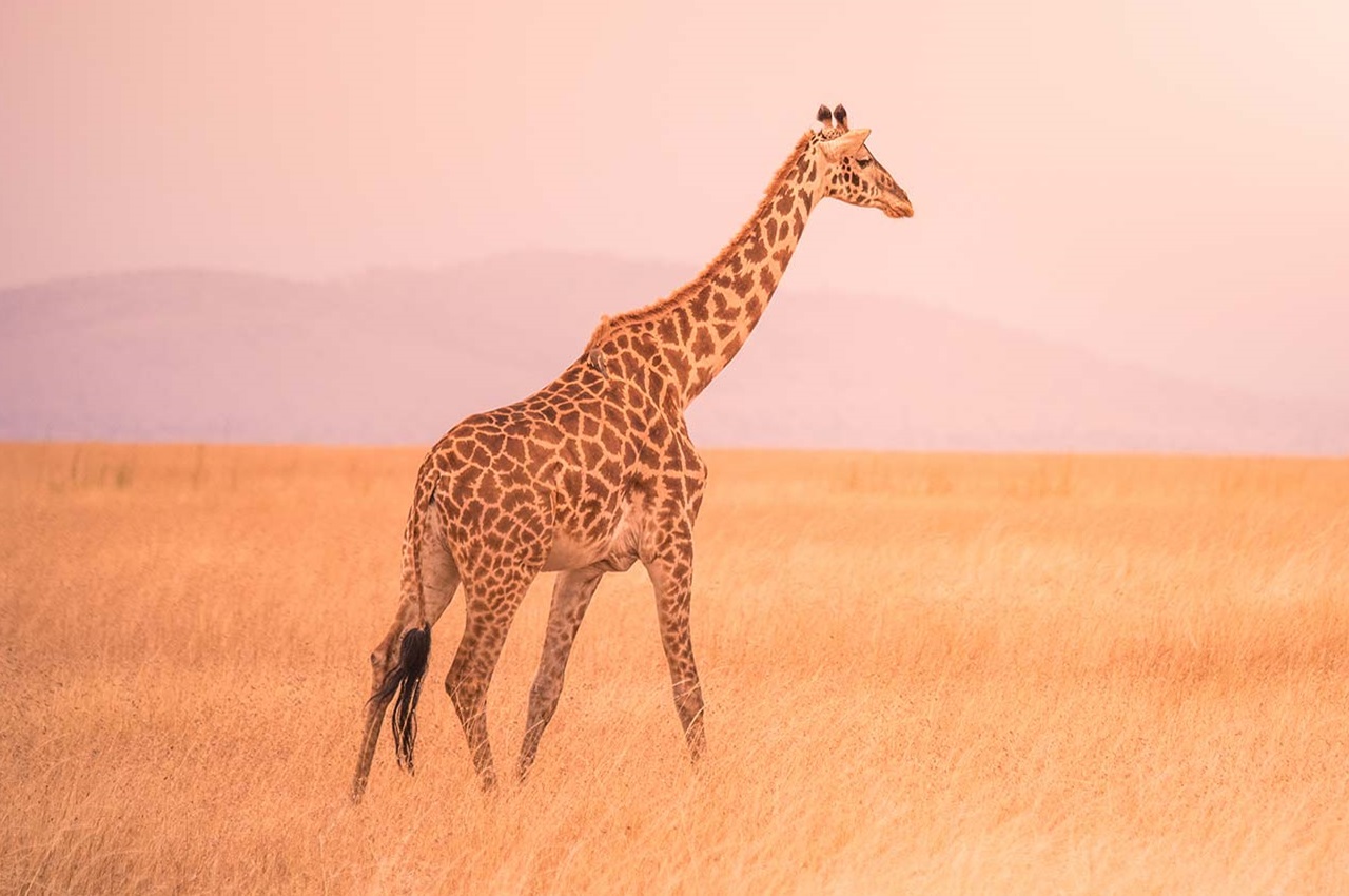 6-Day Best of Northern Tanzania Parks Affordable Safari