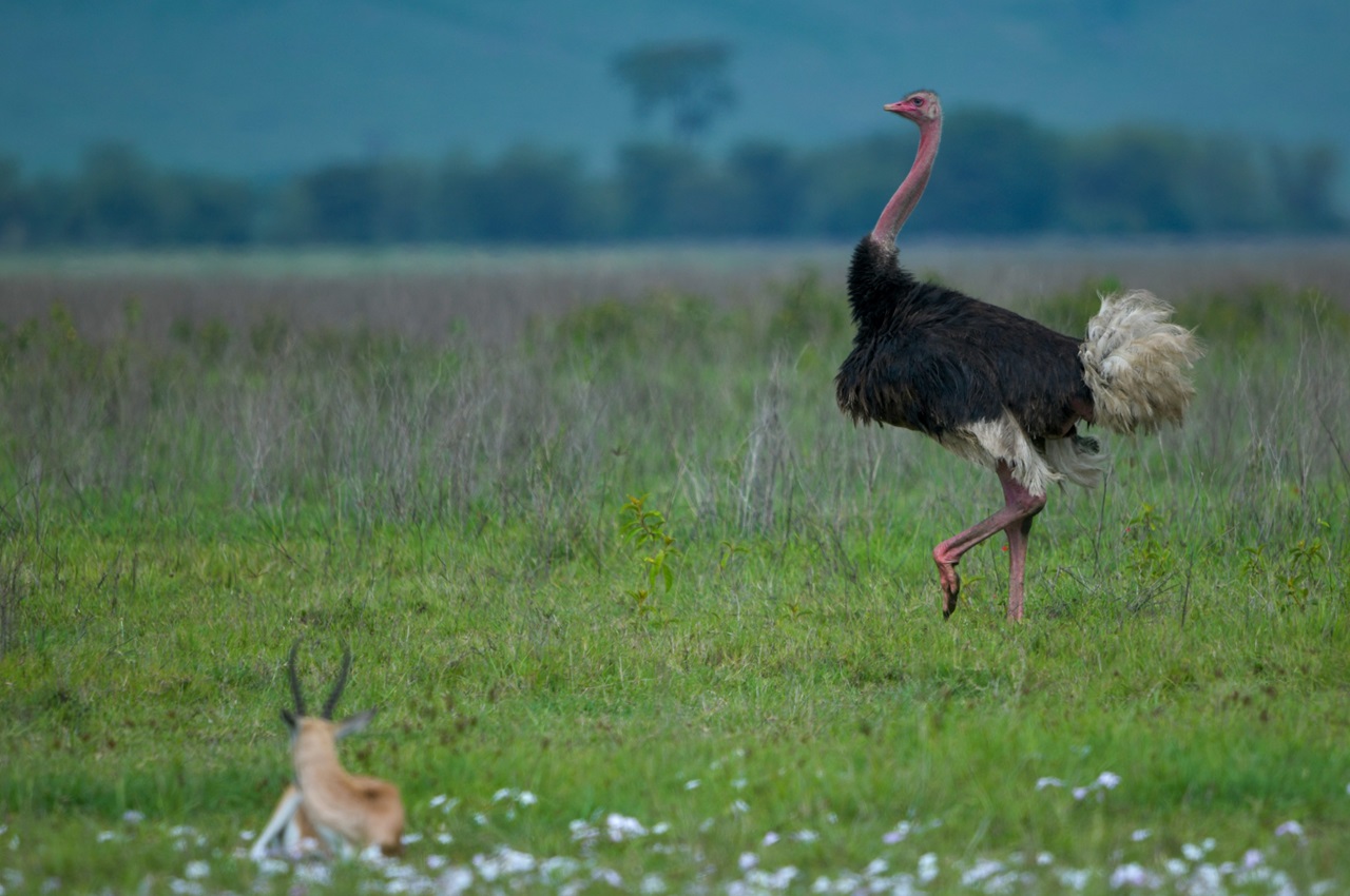6-Day Best of Northern Tanzania Parks Affordable Safari