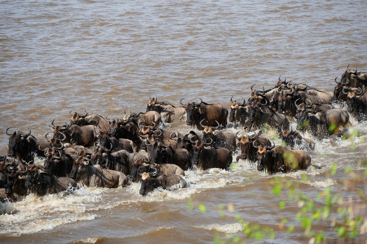 7-Day Great Migration Safari – Mara River Crossing