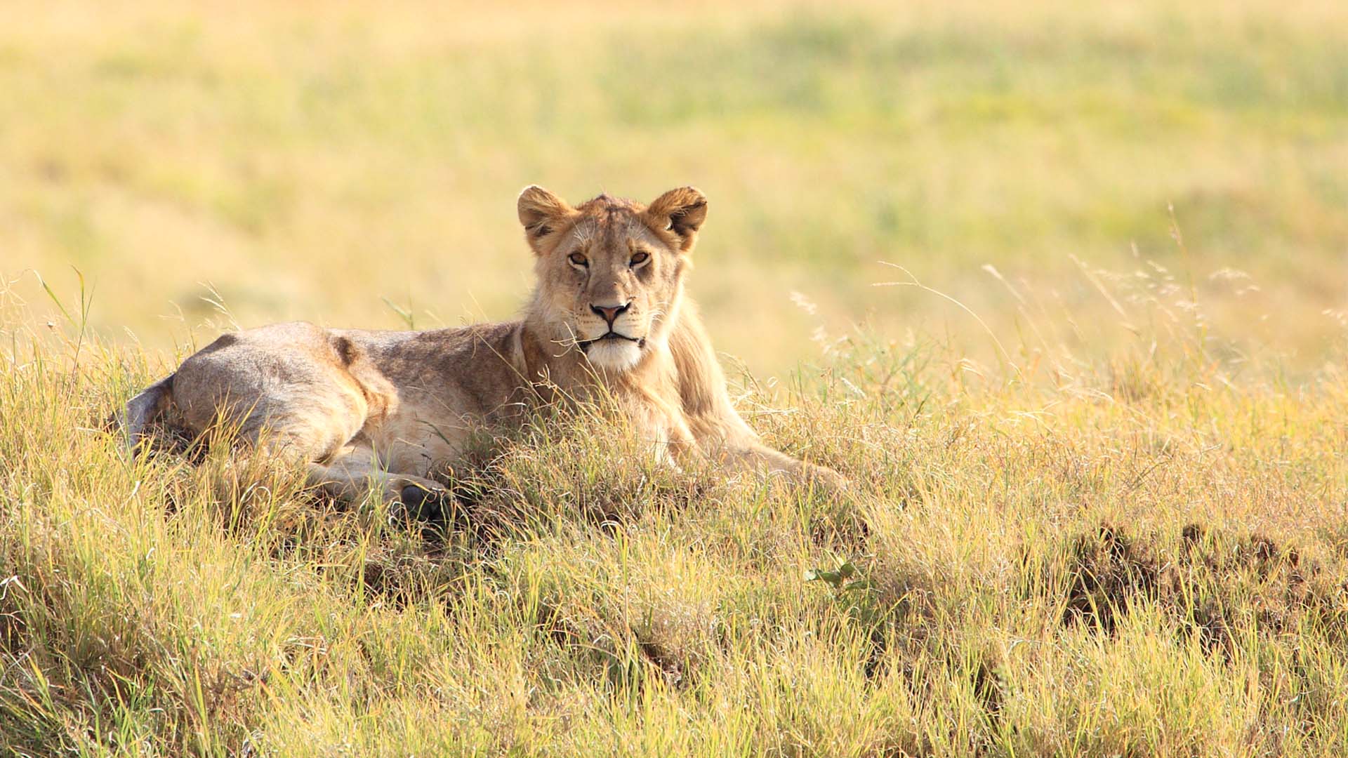 serengeti_